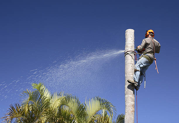 Magee, MS Tree Services Company