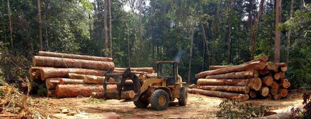 How Our Tree Care Process Works  in  Magee, MS